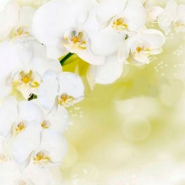 Потолочная панель ПВХ Орхидея белая